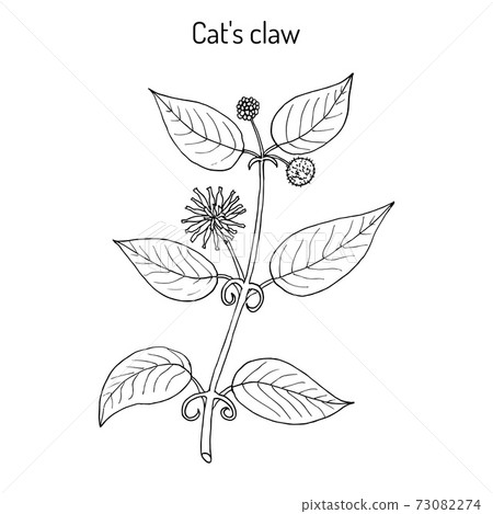 Cat s claw Uncaria tomentosa , or vilcacora, medicinal plant 73082274