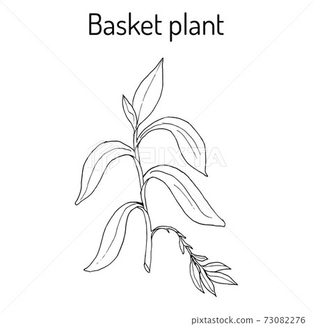 Basket plant Callisia fragrans , medicinal plant 73082276
