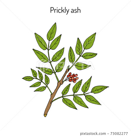Prickly ash Zanthoxylum americanum , Prickly ash Zanthoxylum americanum , 73082277