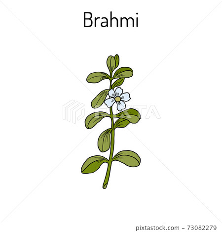 Brahmi Bacopa monnieri or waterhyssop 73082279