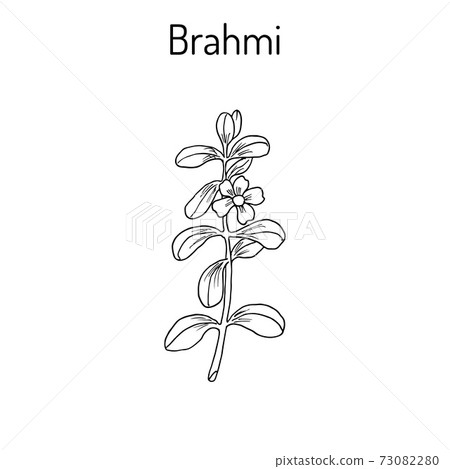Brahmi Bacopa monnieri or waterhyssop Brahmi Bacopa monnieri or waterhyssop 73082280
