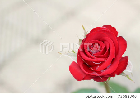 A pretty single red rose A pretty single red rose 73082306