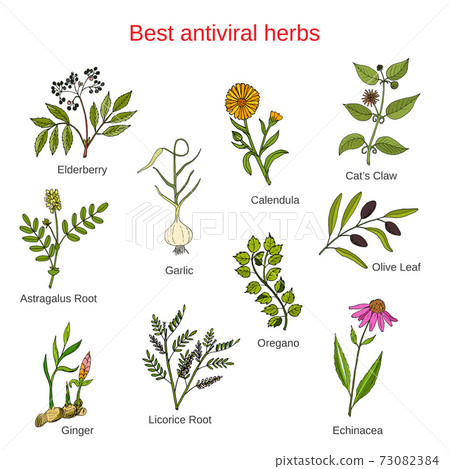 Set of antivitral herbs 73082384