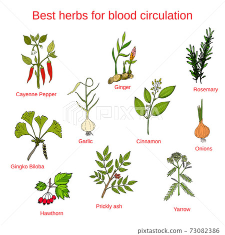 Herbs for blood circulation 73082386