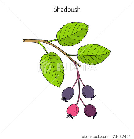 Amelanchier, also known as shadbush, shadwood or shadblow 73082405
