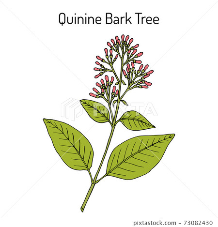 Quinine Bark Tree Cinchona officinalis , medicinal plant 73082430