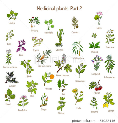 Vintage collection of hand drawn medical herbs and plants. Botanical set 73082446