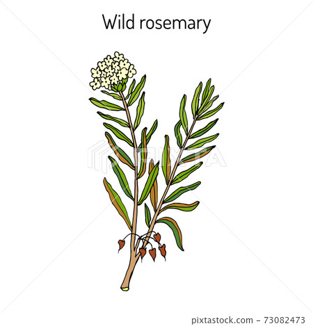 Wild Rosemary or Rhododendron tomentosum 73082473