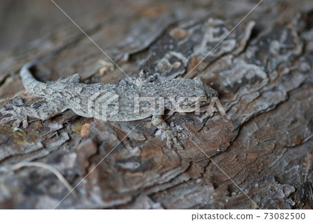 Japanese gecko awakened from hibernation Japanese gecko awakened from hibernation 73082500