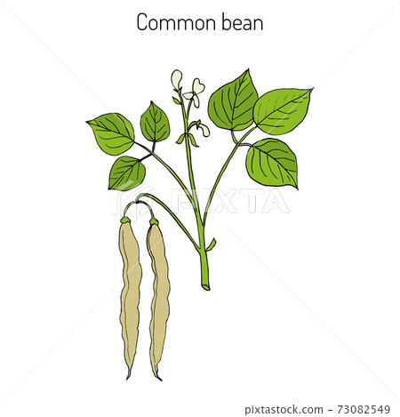 Common bean Phaseolus vulgaris 73082549
