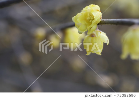 Japanese allspice that began to bloom in early spring Japanese allspice that began to bloom in early spring 73082696