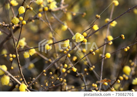 Japanese allspice that began to bloom in early spring 73082701