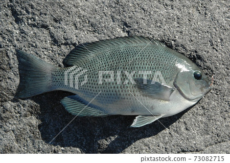 A beautiful small black porgy with clearly visible scales A beautiful small black porgy with clearly visible scales 73082715