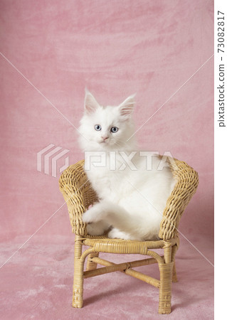 Maine Coon white kitten in a wicker chair 73082817