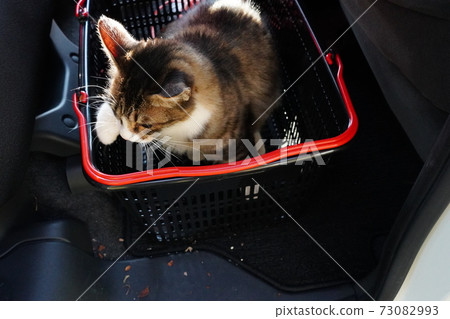 A stray cat, Kijitora, a white female, settles in a shopping cart as if to take me home. 73082993