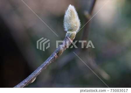 Flower buds of magnolia in winter Flower buds of magnolia in winter 73083017