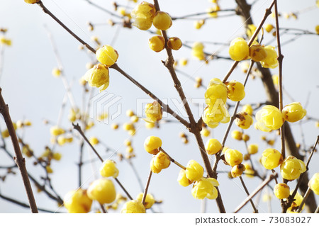 Wax plum and blue sky Wax plum and blue sky 73083027