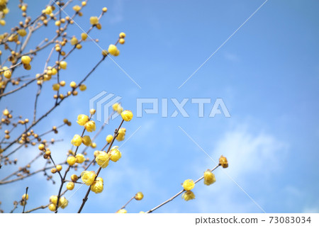 Wax plum and blue sky 73083034