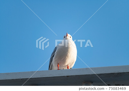 Sky and seagulls Sky and seagulls 73083469