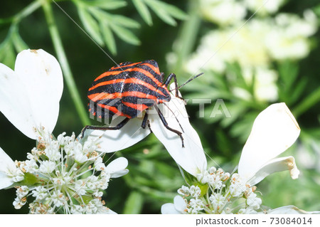 Stink bug perching on the flower of Orrea Stink bug perching on the flower of Orrea 73084014