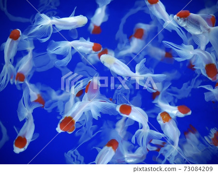 Sumida Aquarium Goldfish 73084209
