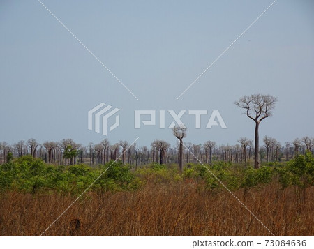 Baobab Forest in Madagascar Baobab Forest in Madagascar 73084636
