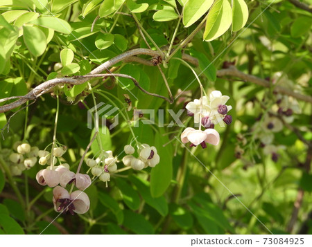 Akebi flower Akebi flower 73084925