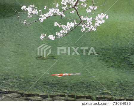 Nishikigoi under the cherry blossoms Nishikigoi under the cherry blossoms 73084926