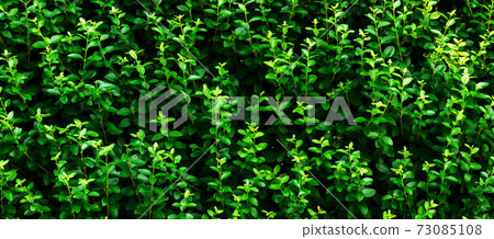 Green leaves background. textured small leaves wall Green leaves background. textured small leaves wall 73085108