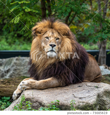The lion, Panthera leo is one of the four big cats in the genus Panthera The lion, Panthera leo is one of the four big cats in the genus Panthera 73085619