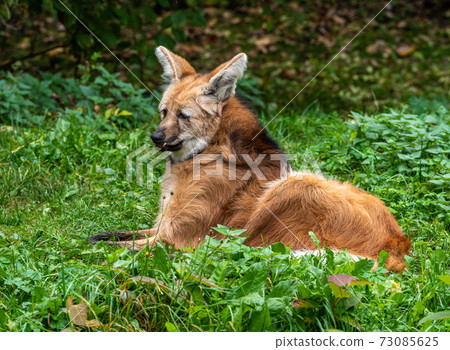 The Maned Wolf, Chrysocyon brachyurus is the largest canid of South America The Maned Wolf, Chrysocyon brachyurus is the largest canid of South America 73085625