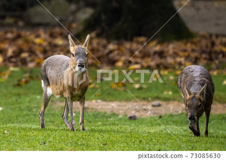 Patagonian Mara, Dolichotis patagonum are large relatives of guinea pigs Patagonian Mara, Dolichotis patagonum are large relatives of guinea pigs 73085630