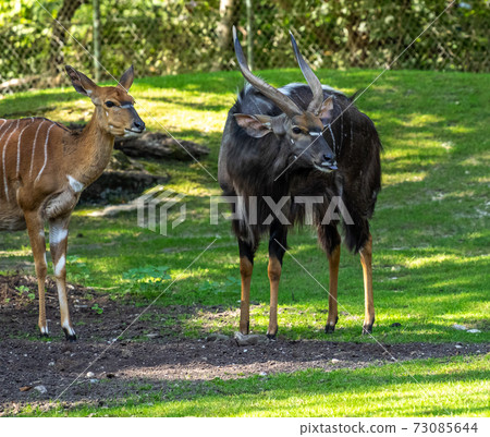 Nyala Antelope - Tragelaphus angasii. Wild life animal. Nyala Antelope - Tragelaphus angasii. Wild life animal. 73085644