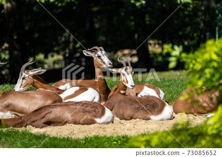 Dama gazelle, Gazella dama mhorr or mhorr gazelle is a species of gazelle Dama gazelle, Gazella dama mhorr or mhorr gazelle is a species of gazelle 73085652