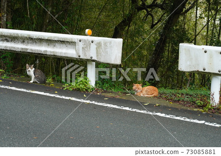 流浪貓的外表是雄性，好像它們在等待雌貓興奮一樣 73085881