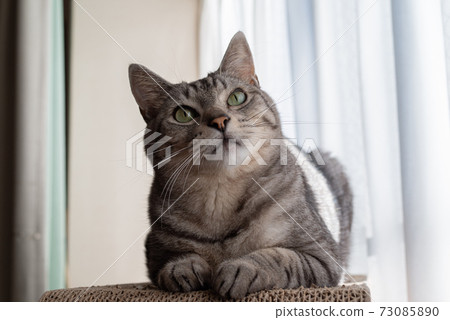 Sabatra cat, a cat that spends time leisurely 73085890