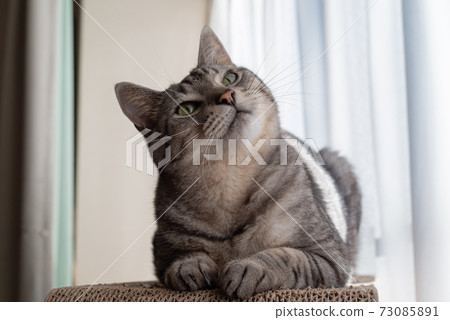 Sabatra cat, a cat that spends time leisurely 73085891