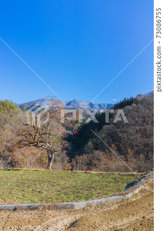 Landscape with oak tree 73086755