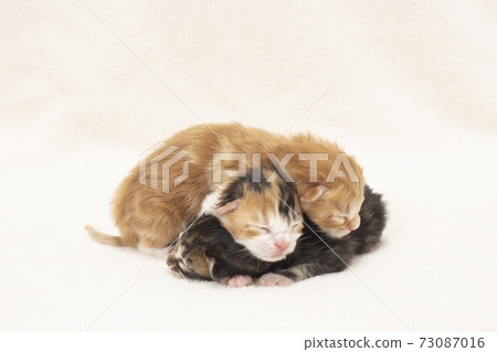 3 day old kitten sleeping on top of each other 3 day old kitten sleeping on top of each other 73087016