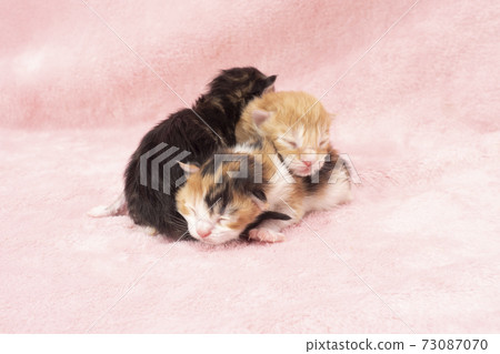 3 day old kitten sleeping on top of each other 73087070