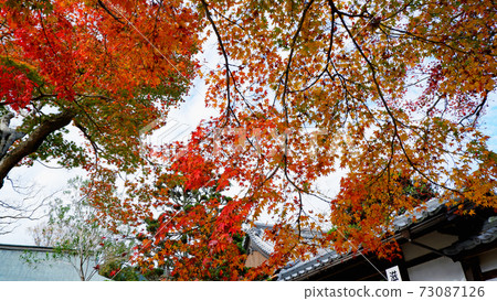 Shigain Monzeki Temple Autumn Leaves in Late Autumn 73087126