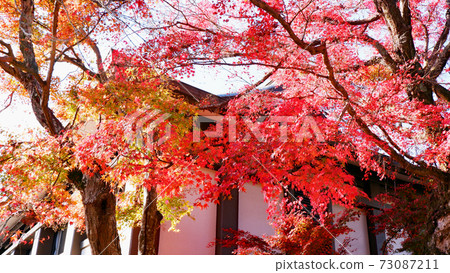 Shigain門廢墟在深秋的落葉 Shigain門廢墟在深秋的落葉 73087211