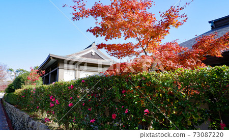 Shigain Monzeki Temple Autumn Leaves in Late Autumn Shigain Monzeki Temple Autumn Leaves in Late Autumn 73087220