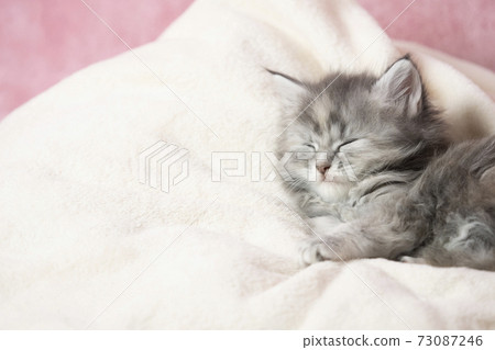 Sleeping Maine Coon kitten 73087246
