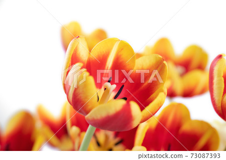 Tulip White Background Mother's Day Valentine's Day Tulip white background チューリップ 73087393