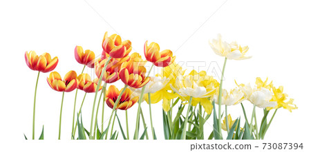 Tulip White Background Mother's Day Valentine's Day Tulip white background チューリップ Tulip White Background Mother's Day Valentine's Day Tulip white background チューリップ 73087394