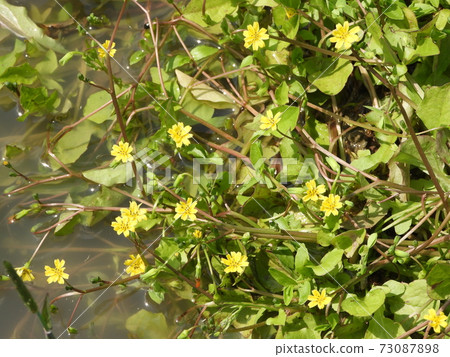 Nipple nipplewort (Hirako Kokita) 73087898
