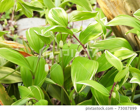 Variegated Narukoyuri 73087899