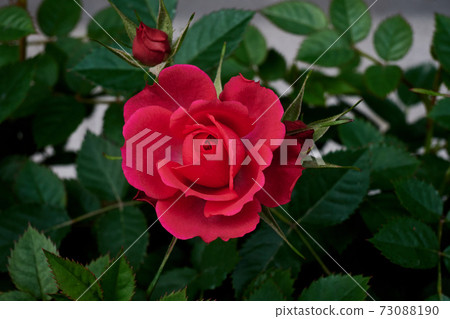 Rose Rose 73088190