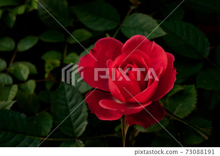 Rose Rose 73088191